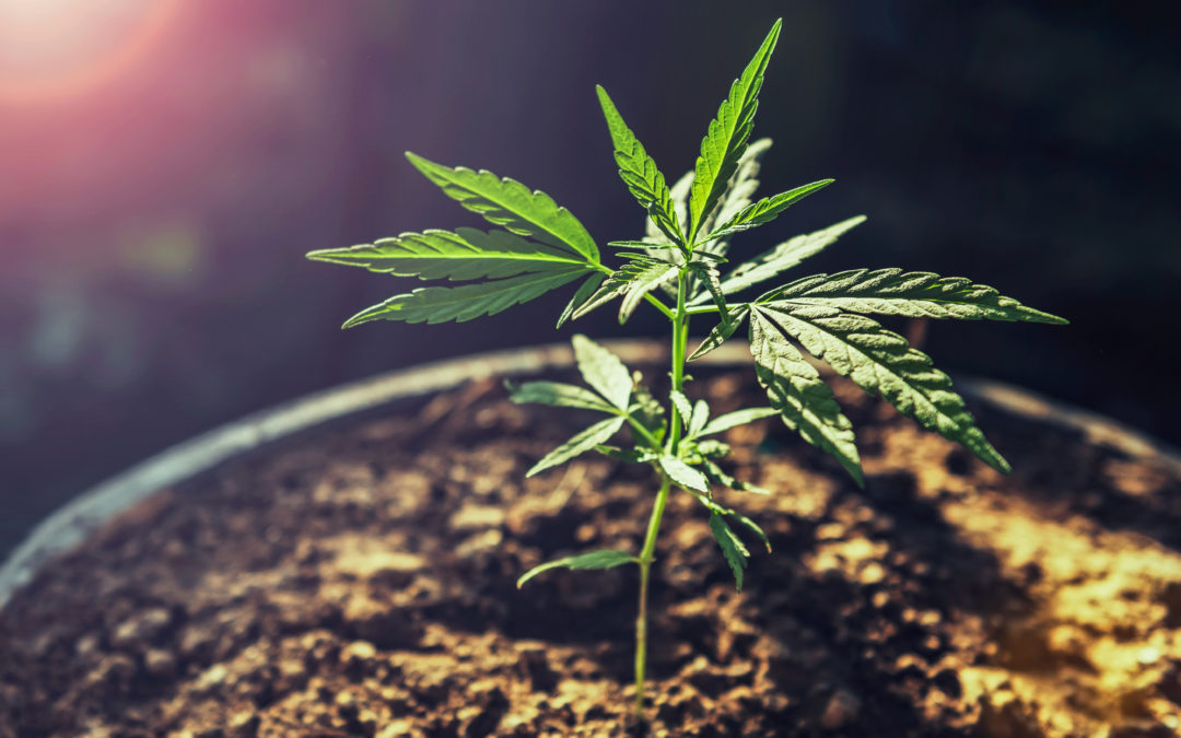 The Power of Education-Based Marketing for the Cannabis Industry